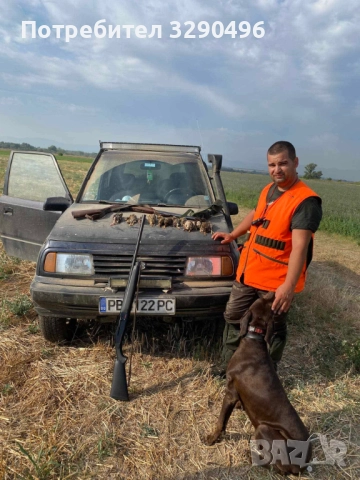 Малки курцхаари , снимка 5 - Курцхаар - 52939221