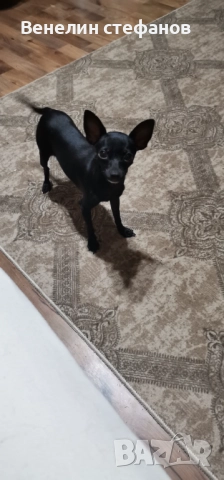 Продават се, снимка 10 - Пинчер - 52618220