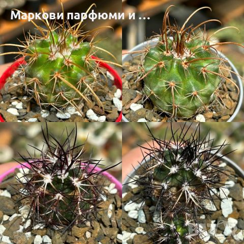 Продавам екзотични кактуси, колекционерски, редки видове - Echinocereus Nicholii, El Capitan и други, снимка 11 - Градински цветя и растения - 46569146