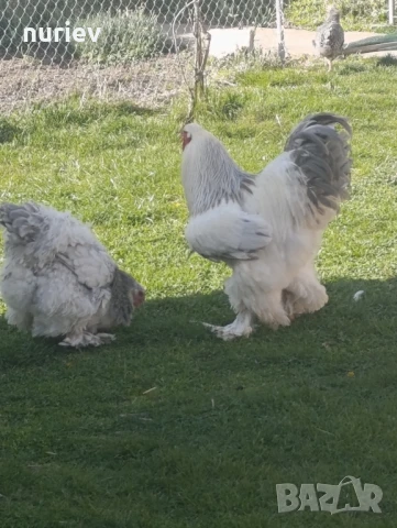 бяла колумбия , снимка 6 - други­ - 50512564