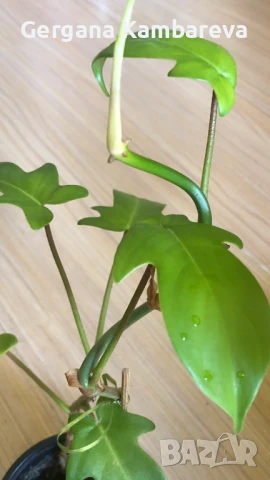 Philodendron Florida Ghost 