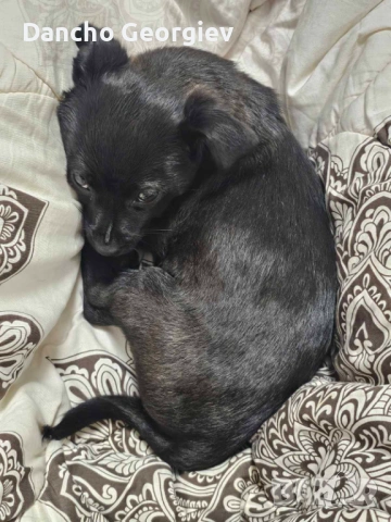 Айра си търси дом, снимка 2 - Други - 53079049