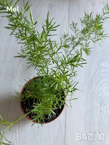 Asparagus Sprengeri/ Аспарагус шпренгери, снимка 3 - Стайни растения - 50738767