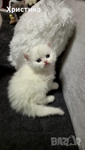 Бяло британско коте , снимка 3 - Британска късокосместа - 52835556