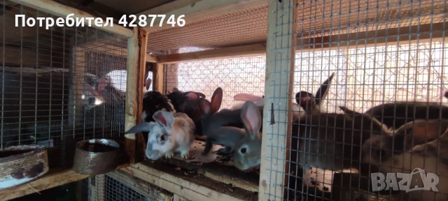 Продавам зайци порода пеперуда на 4 месеца 