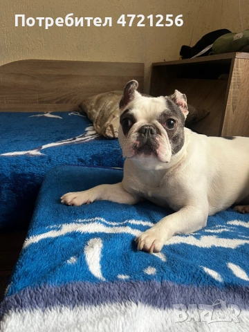 Продавам Френски булдог , снимка 4 - Френски булдог - 53385206