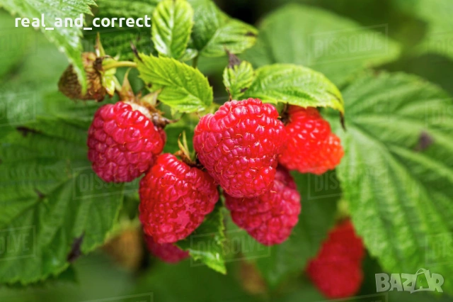 ПРОМОЦИЯ Разсад Ягоди и Малини Елитни Сортове, снимка 6 - Разсади - 53638722