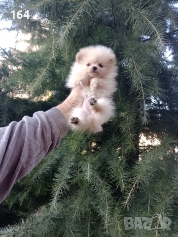 Померан. Мини момиченце. Реални снимки !!!