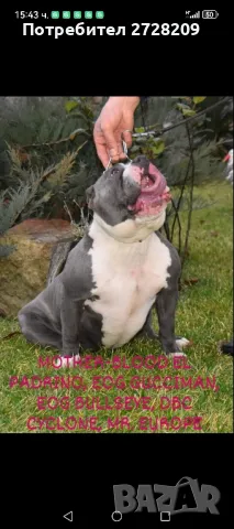 Американско Були Покет /American Bully Pocket , снимка 3 - Питбул - 47861447