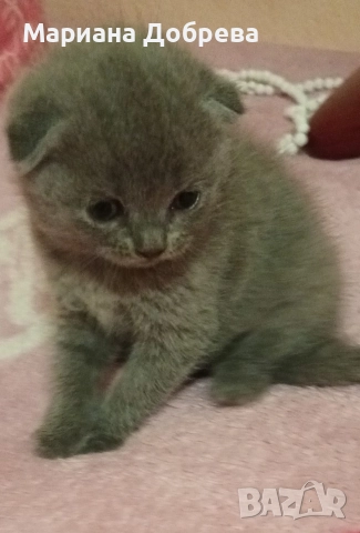 Шотландско клепоухо коте 