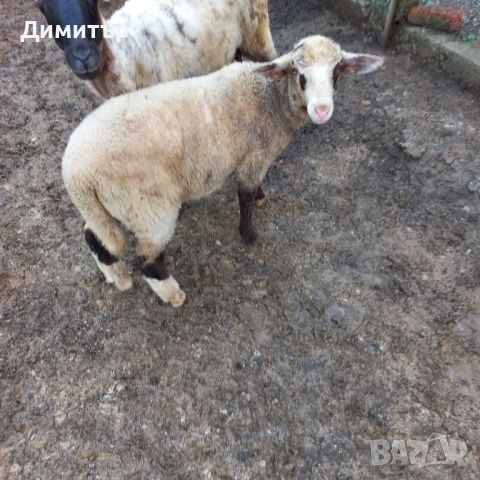 агнета и ярета, снимка 1 - Овце - 46403063