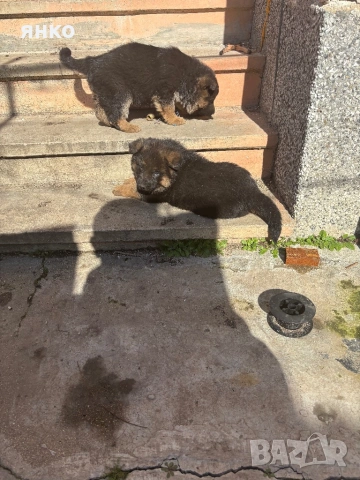 Продавам, снимка 4 - Немска овчарка - 53601757