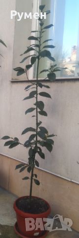 Дафинов лист (лавър), снимка 6 - Градински цветя и растения - 28988020