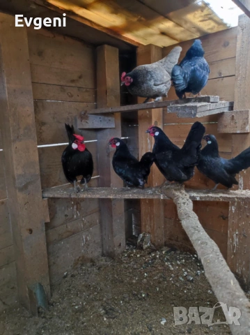 Розкомб, снимка 3 - други­ - 53219386