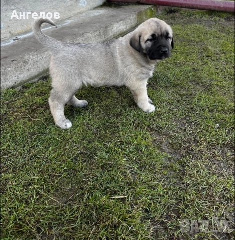 Турски кангал