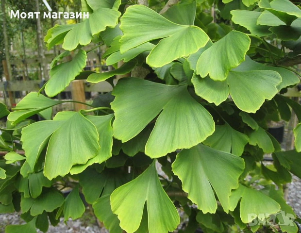 Гинко Билоба, снимка 9 - Градински цветя и растения - 53631956