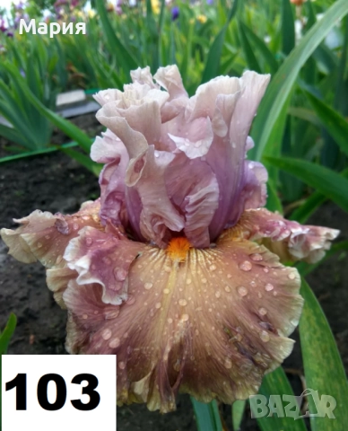 Сортови вискоки ириси /брадати ириси, снимка 5 - Сортови семена и луковици - 46410355