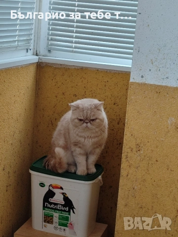 Женска екзотична персийска котка на 7 месеца., снимка 13 - Персийска - 53868746