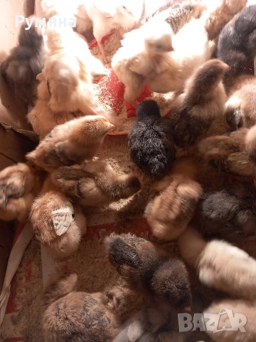 Пилета кръстоска и бройлери