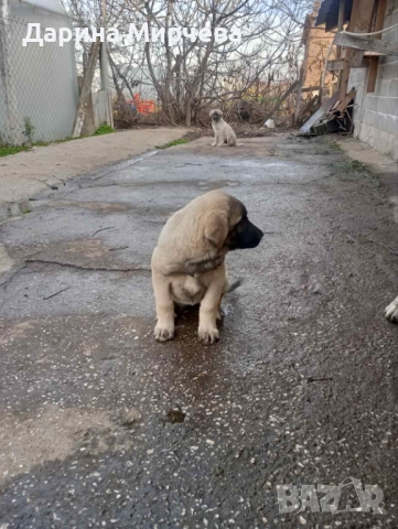 Турски Кангал , снимка 4 - Кангал - 52839191