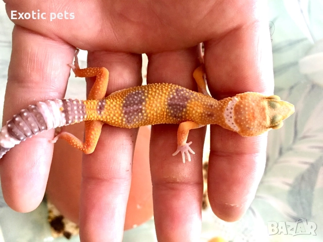 Леопардов гекон, 