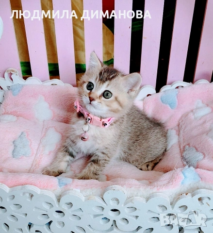 Шотландско мъжко златна чинчила , снимка 11 - Британска късокосместа - 53696771