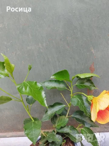 китайска роза, снимка 2 - Стайни растения - 50275727