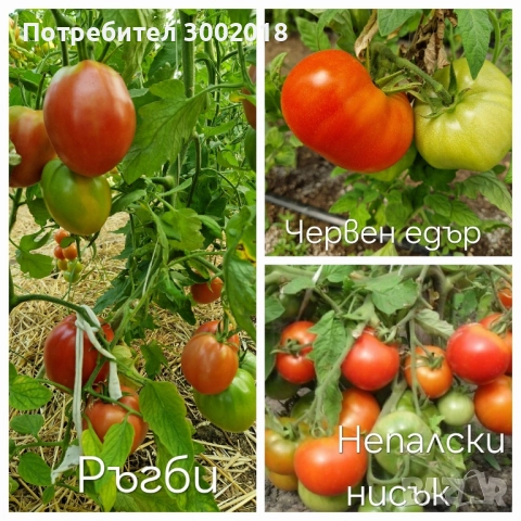 семена стари сортове , снимка 16 - Сортови семена и луковици - 51660347