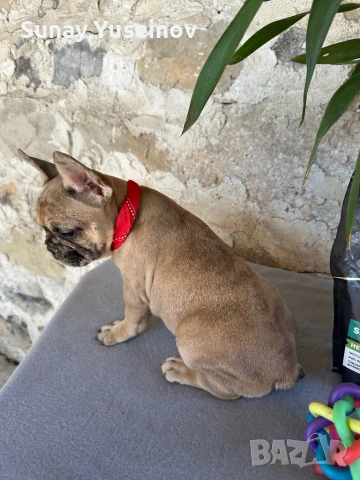 Френски булдочета мерлета(флъфи ген), снимка 13 - Френски булдог - 54108361