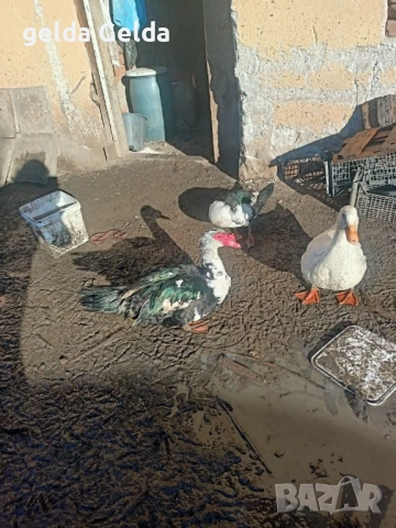 Неми патоци