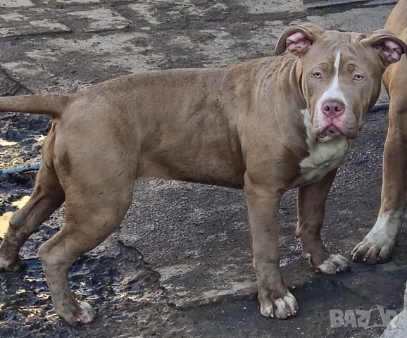ТОП АМЕРИКАНСКО БУЛИ ХЛ American bully Xl , снимка 4 - Питбул - 53718430