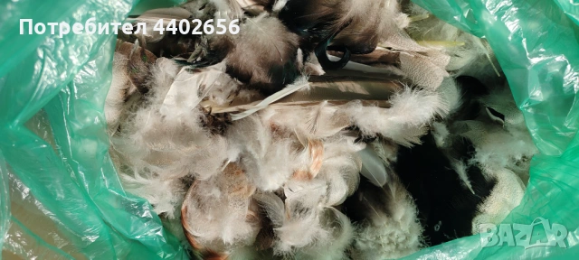 Пера от фазан и диви патици за Мухарски риболов , снимка 9 - Стръв и захранки - 49695686