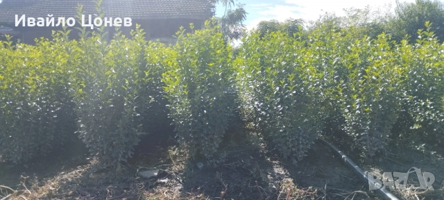 Лигуструм Овалифолиум - Цена за 1бр -0.70лв.