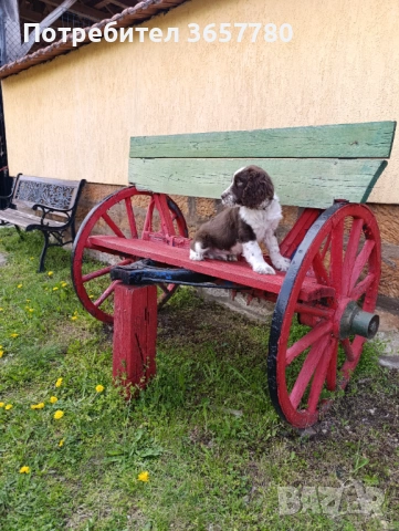 ШПРИНГЕР шпано, снимка 3 - Кокер шпаньол - 54173057