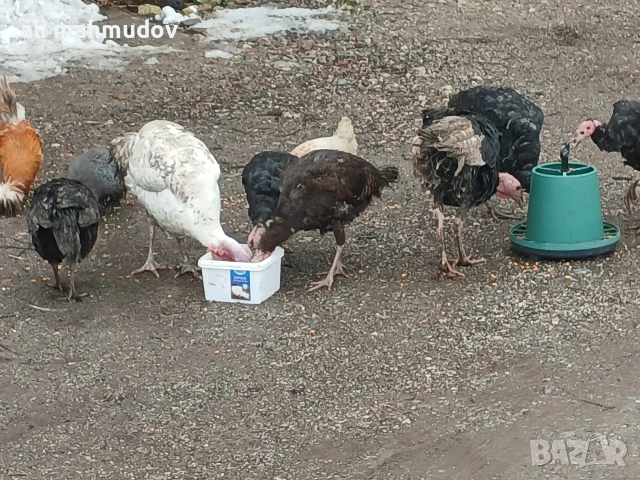 домашни пуйки, снимка 2 - Кокошки и пуйки - 53354448