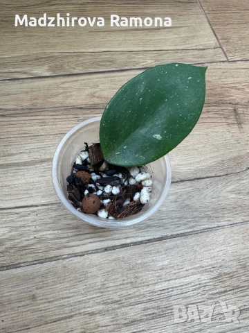 Hoya Sweet scent Hoya Flores Island 