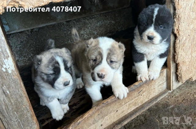 Алабайчета