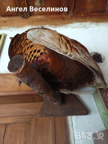 препариран фазан , снимка 4 - Декорация за дома - 54171295