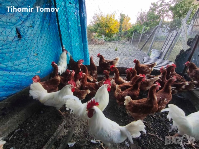 продавам кокошки носачки , снимка 2 - Кокошки и пуйки - 51529653