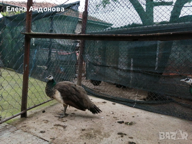 Индийски пауни , снимка 5 - други­ - 54291917