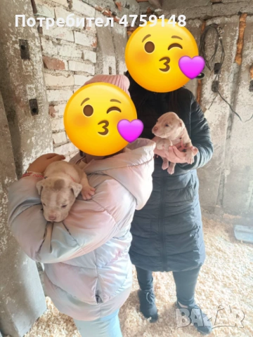 Американски булита стандарт , снимка 4 - Американски стафордширски териер - 53759227