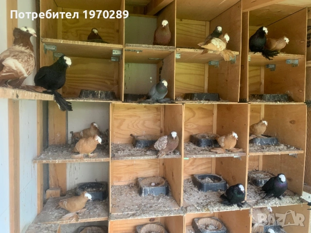 Саксонски Свещеници