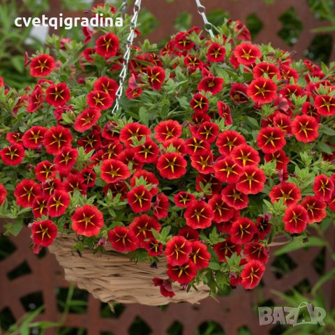 Calibrachoa Red Kiss-калибрахое червена целувка, снимка 2 - Градински цветя и растения - 45321949