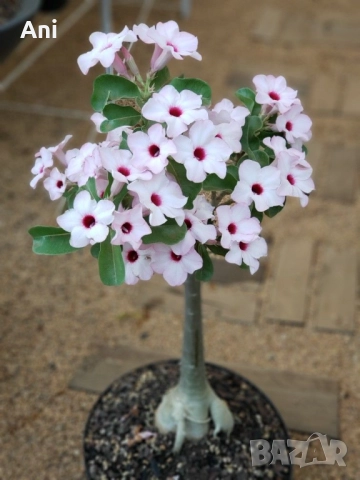 Пустинна роза