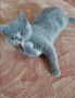 Британска късокосместа котка, снимка 1