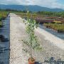 Бяла бреза (Betula pendula), снимка 10