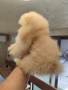 Померан мини женско , снимка 8