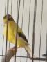 мъжко канарче Орфей, канар, снимка 5