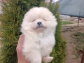 Померан / Померани , снимка 1