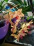 Продавам коллекция орхидеи!!!, снимка 2